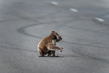 Koala (Phascolarctos cinereus)  sitting in middle of the road with one paw lifted in the air