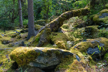 Mountain forest landscape. Mossy boulder and tree trunks.