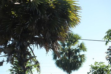 palm tree on background of blue sky