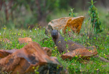 MELONCILLO - Egyptian mongoose (Herpestes ichneumon)