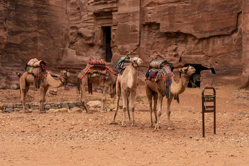 Camello con ornamentas árabes en Jordania