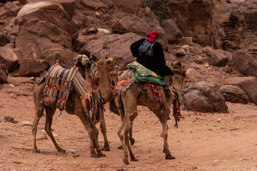 Beduino montado en un Camello en Petra, Jordania
