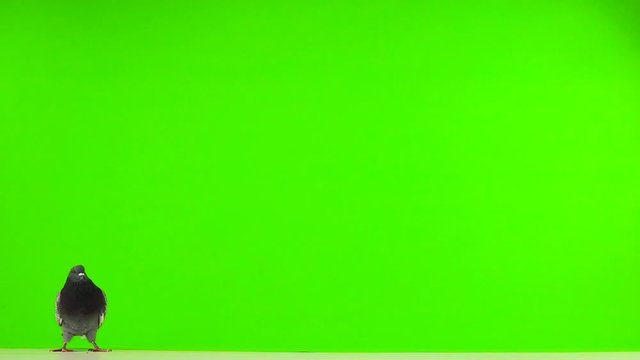 A flying pigeon on a green screen. Slow motion.