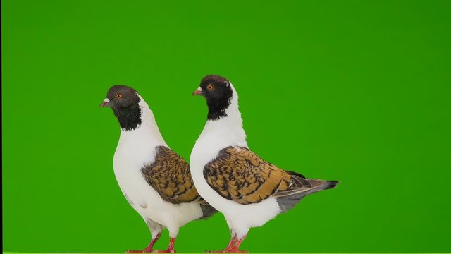 two German pigeon modena isolated on gren screen