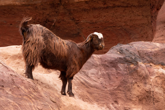 Cabra en las monta&ntilde;as rojas de Petra, Jordania
