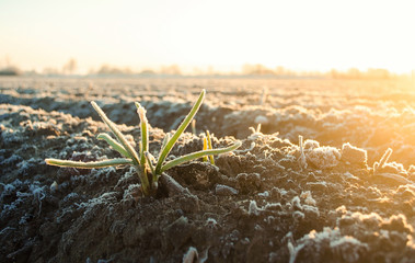 Frozen green leaves of sprouted onion on a frosty day. Freezing crop, harvest death. Remnants of the past crop grow in the spring. Unpredictable weather and global destabilization of the climate.
