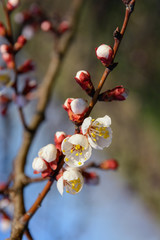 Branch of spring white  blooming flowers on a blue sky  background. Delicate, young flowers of a fruit tree bloom on the branches of trees on a sunny day.
