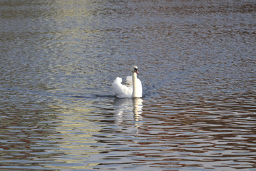Swan male