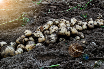 Harvesting fresh organic potatoes in the fields, raw potatoes.