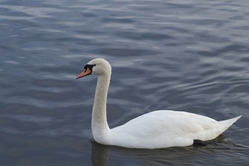 Fototapeta na wymiar Swan floats on lake