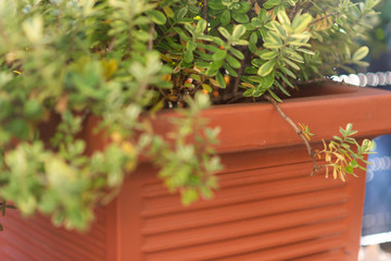 plants on my balcony