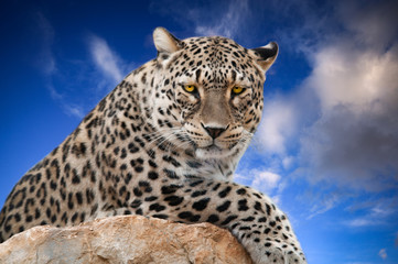 The African leopard (Panthera pardus pardus) is the nominate subspecies of the leopard, native to many countries in Africa.