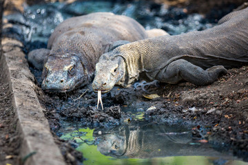 Komodo Dragon in the wild 