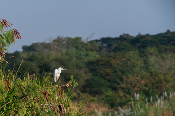 white pelican looking for fishes on tree