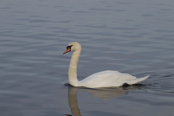 Fototapeta na wymiar Floating swan 8