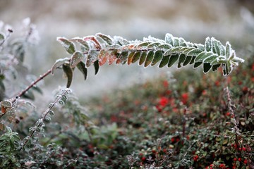 Evaporative condensation on evergreen plants, turns into ice when cold and can break the stem of the plant