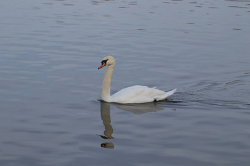 Floating swan 7
