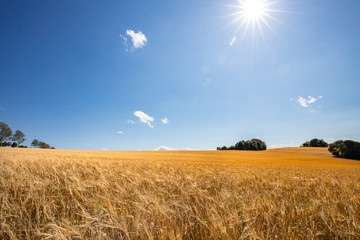 Feld Getreide Sonnenschein blauer Himmel