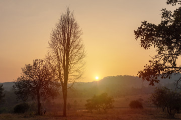 Fototapeta na wymiar dead tree in orange of sunset down the mountain