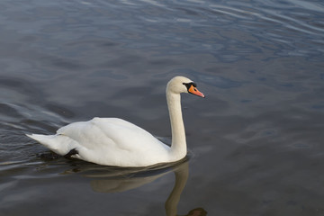Floating swan 3