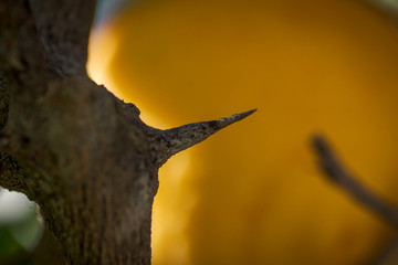long and sharp thorns or prickles protecting a lemon tree
