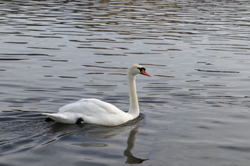 Floating swan 4