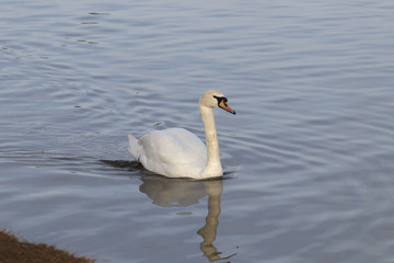Swan near the river bank