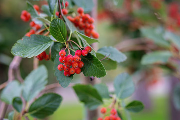 Obraz premium Red small berries such as viburnum or hawthorn on a tree branch close up, blurred background from the back