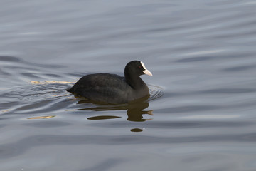 Eurasian coot