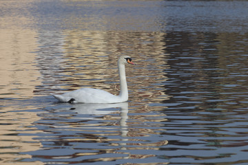 Swan on the river 3