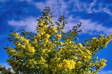 Mimosa in bloom in spring Liguria Italy