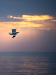 Seagull flying in the sky over the sea.