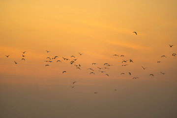 Group of silhouette seagulls flying over the sea in the morning.
