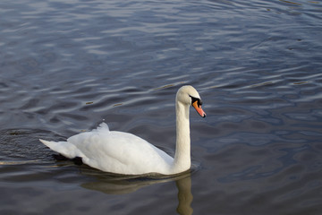 Swan on the river 3