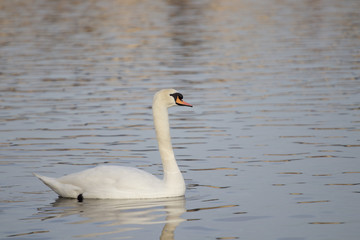 Fototapeta premium Swan on the river 2