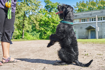 A big black dog sitting on its hind legs before the host