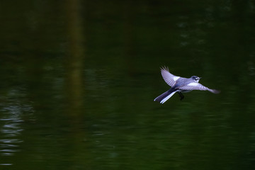 white wagtail in flight