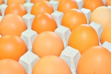 eggs in a paper tray background