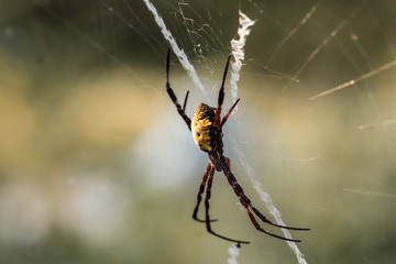 spider on a web
