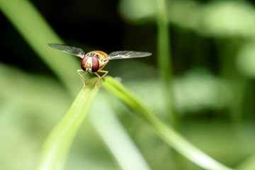fruit flies