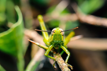 grasshopper on leaf