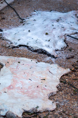 Animal hide being salted for drying