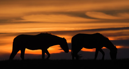 Two horses grazing at sunset