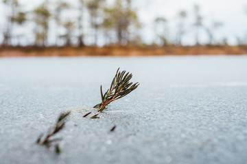 A stem of marsh Labrador tea frozen in ice in a swamp lake