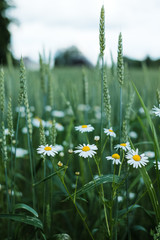 Closeup view of wheat field with some flowers