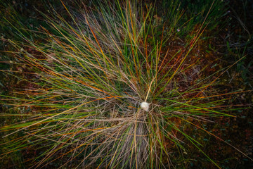 A close up macro view of tiny plants on nature trail in bog