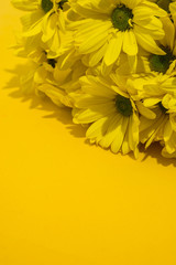 Yellow chrysanthemum bouquet on yellow background. Copy space	