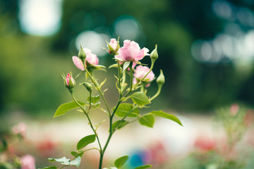 Closeup view of colorful roses in the garden