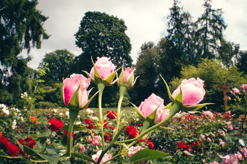 Closeuop view of colorful roses in the garden