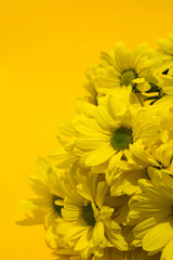 Yellow chrysanthemum bouquet on yellow background. Copy space	